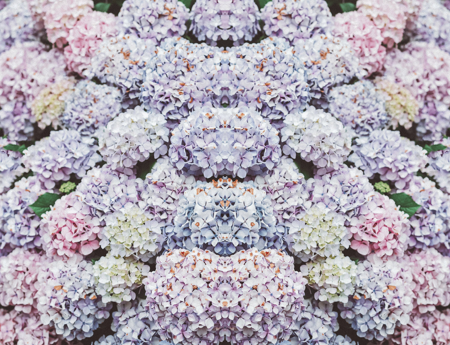 HYDRANGEA